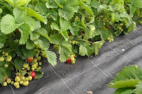Praktyczne wykorzystanie biostymulatorów w uprawie roślin jagodowych